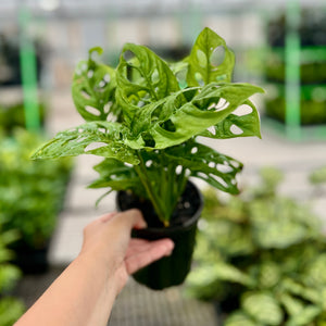 Monstera Monkey mask plant in a 125mm pot