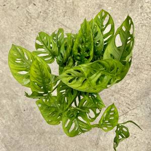 Top view of a Monstera Monkey mask plant leaves. Showcasing their natural fenestrations