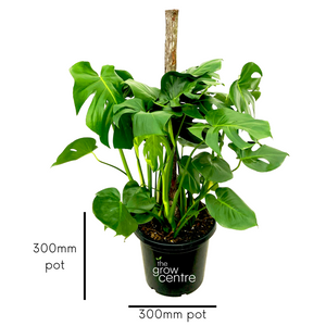 Swiss Cheese Plant - Monstera deliciosa