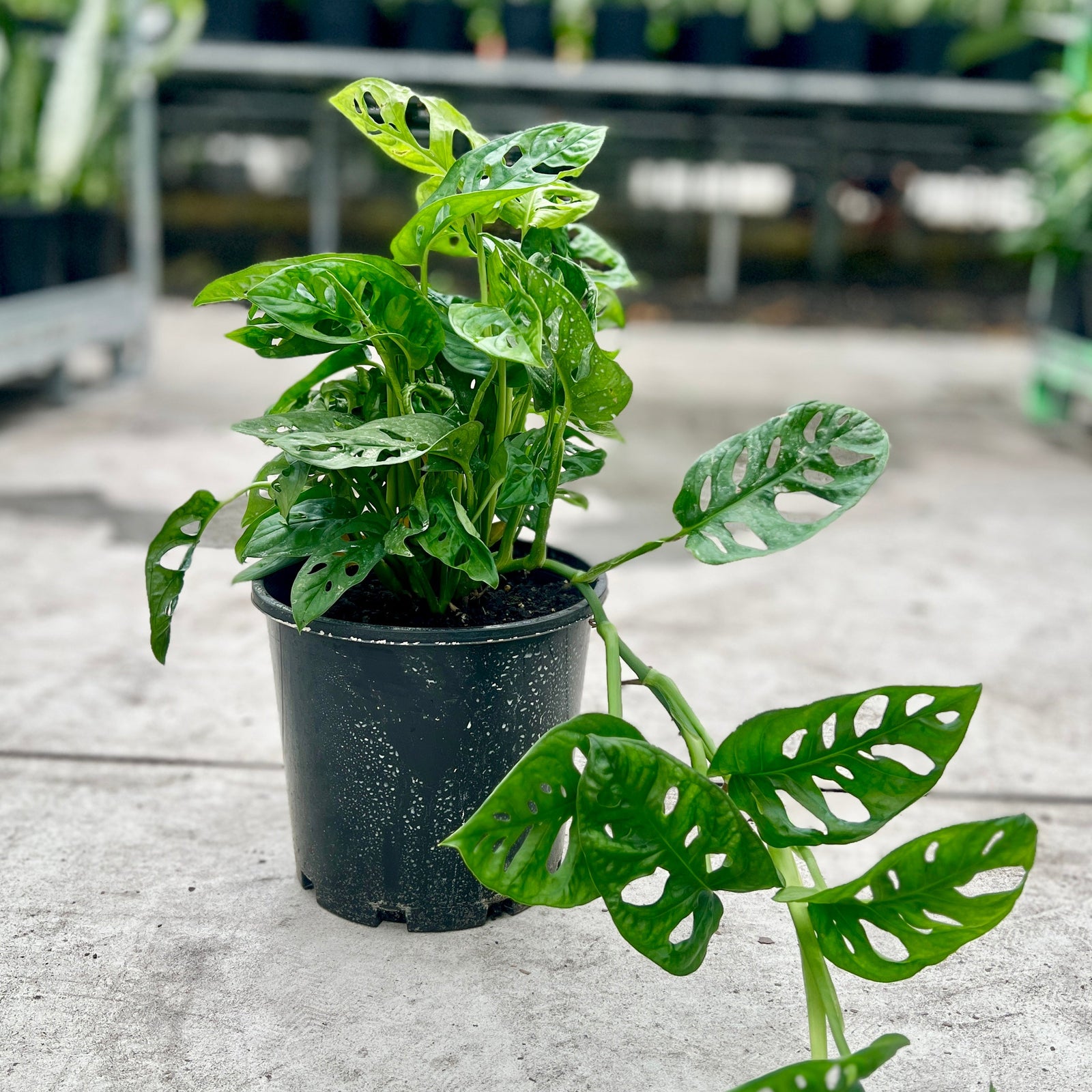 Monstera Monkey Mask