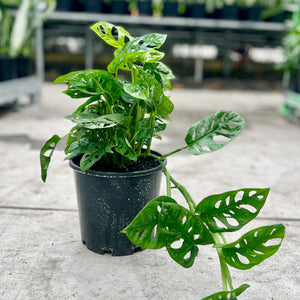 Monstera Monkey Mask