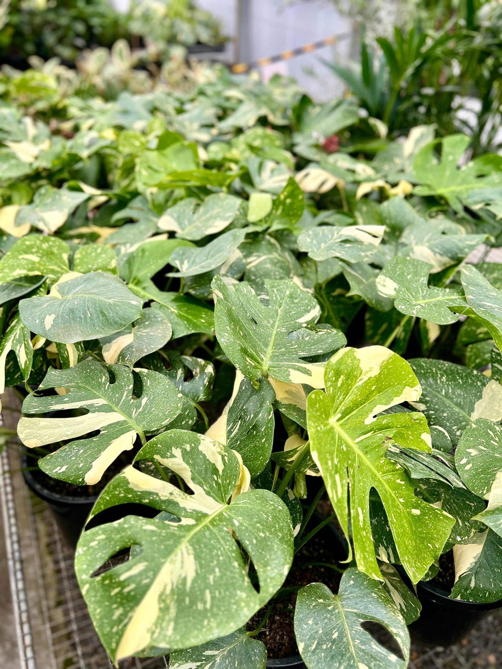 Large Monstera Thai Constellation plant sitting on a nursery floor