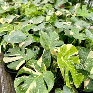 Monstera Thai Constellation plants in a nursery setting on a table.