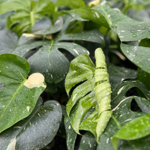 Close up of a Monstera Thai Constellation leaf unfurling in a plant nursery
