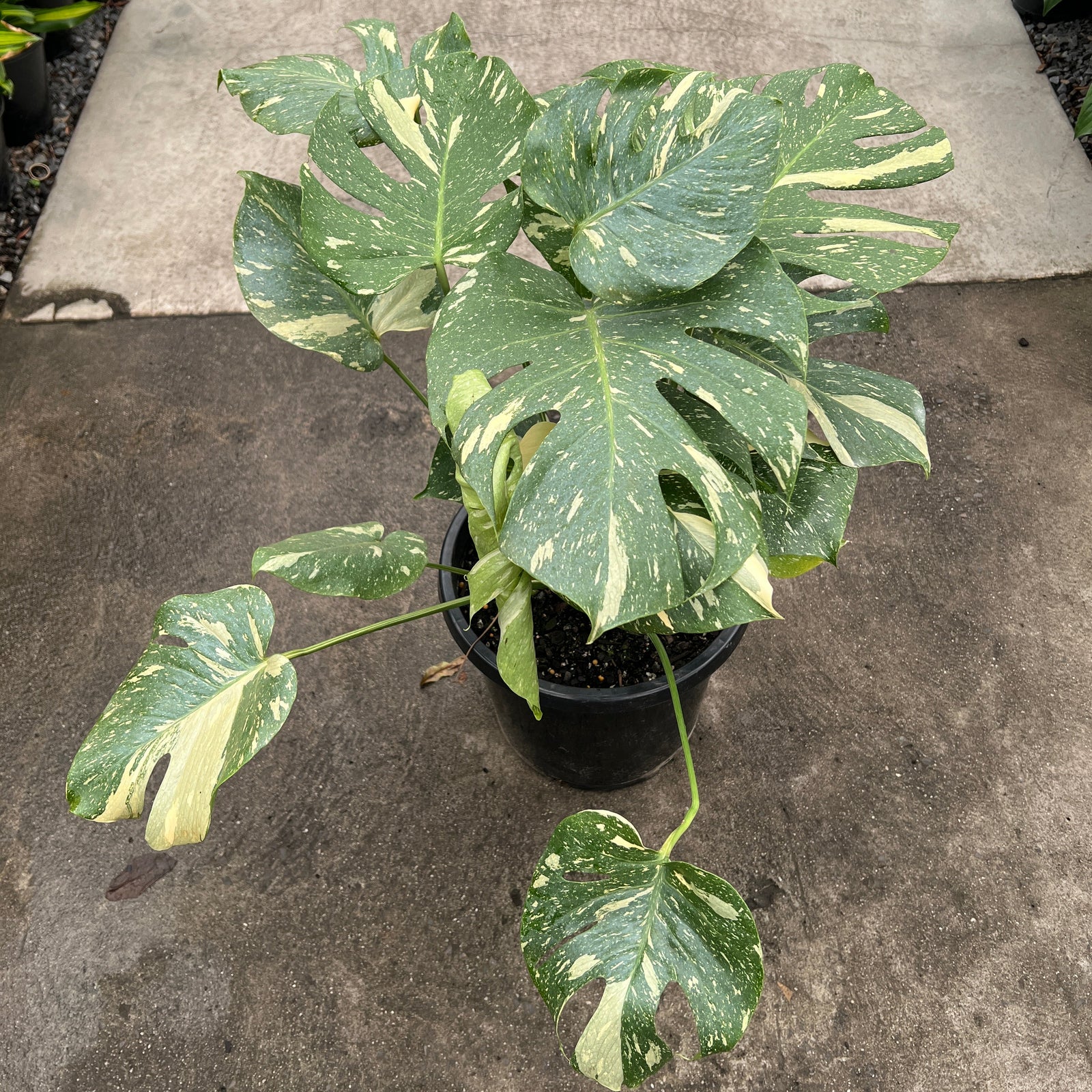 Large Monstera Thai Constellation plant sitting on a nursery floor