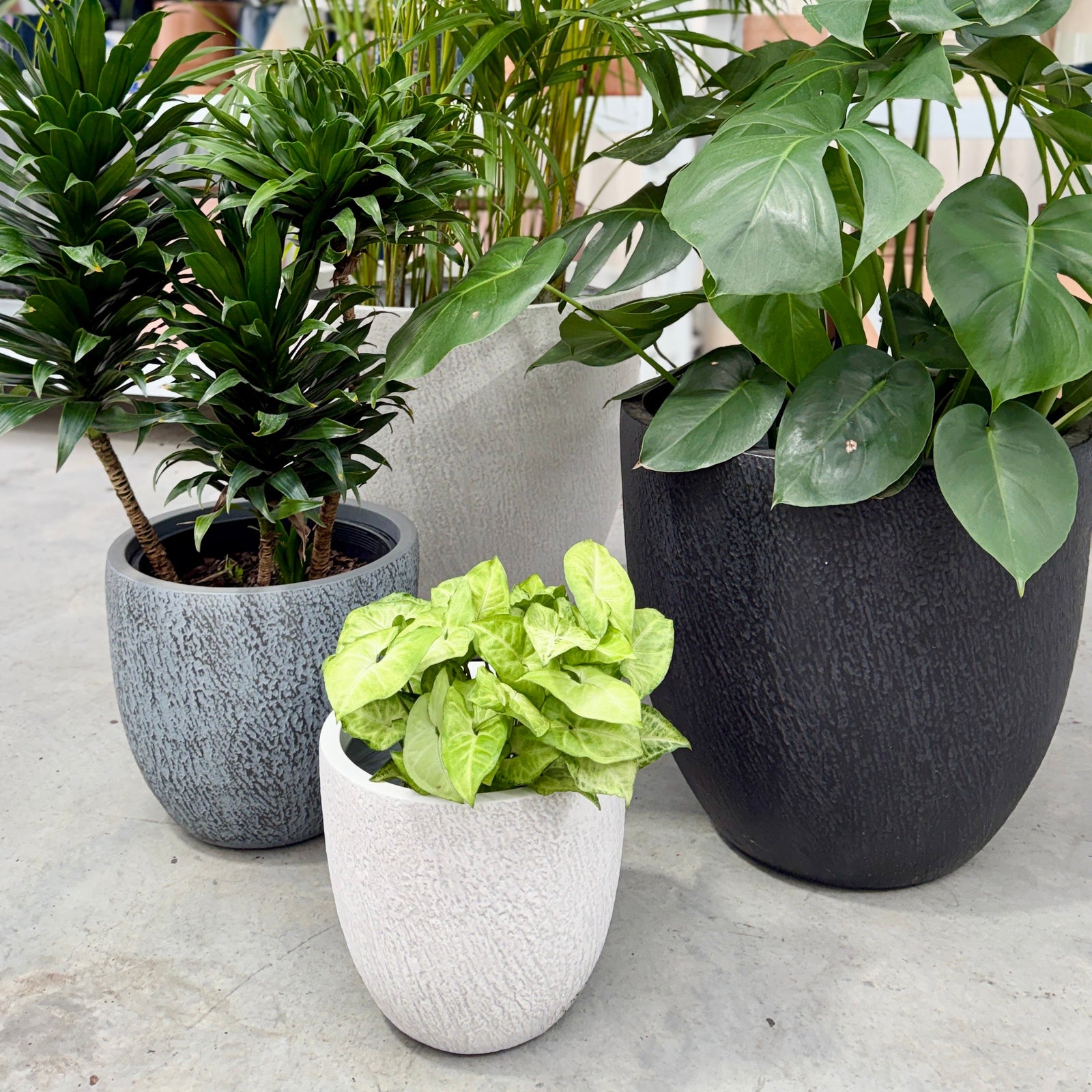 Northcote Pottery Pot Plants in White, Black and Grey with potted plants in a nursery.