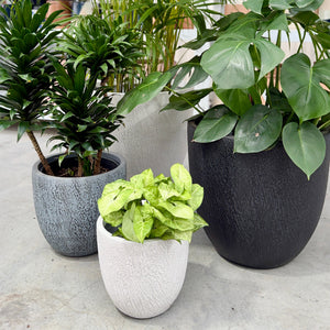 Close up of Northcote Pottery Pot Plants in White, Black and Grey with potted plants in a nursery.