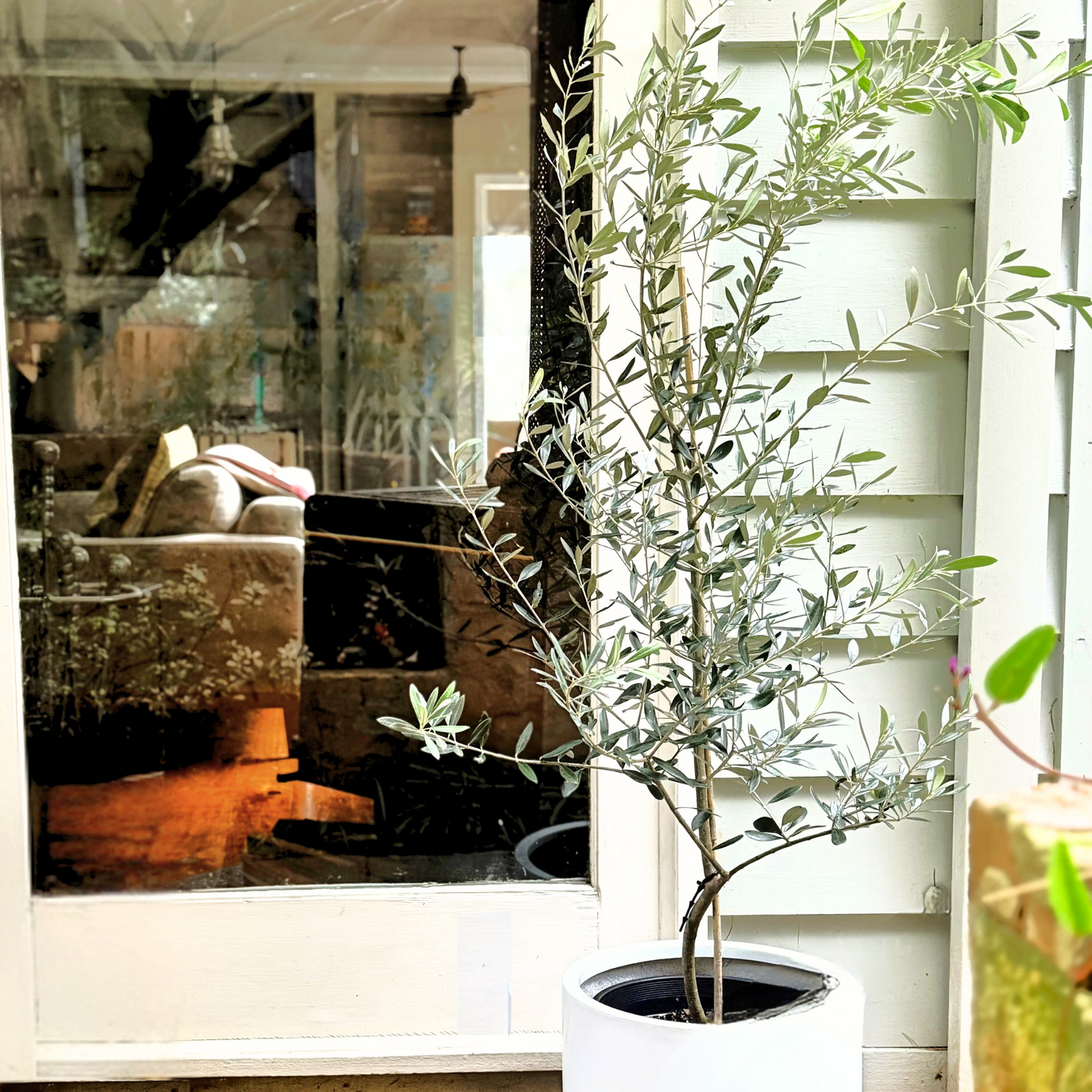 Olive Tree sitting in a white pot plant, next to a chair in a living space.