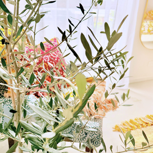 Close up of an Olive Tree leaves inside a home
