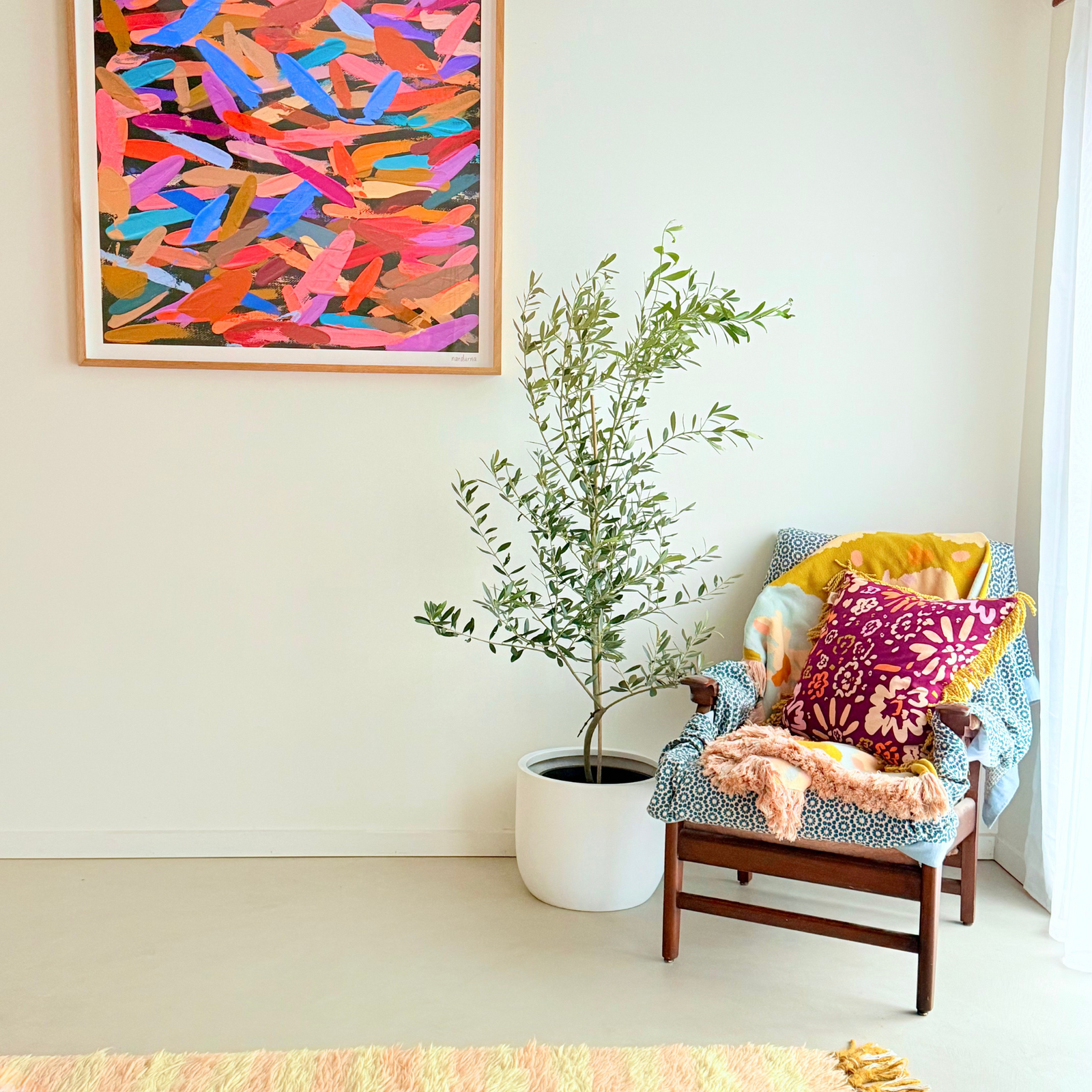 Olive Tree sitting in a white pot plant, next to a chair in a living space.