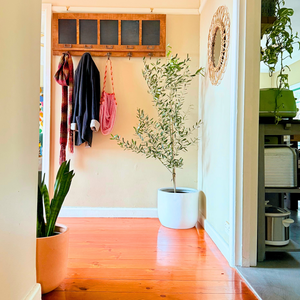 Olive Tree in a white planter sitting in the hallway of a home, sitting under a coat rack. 