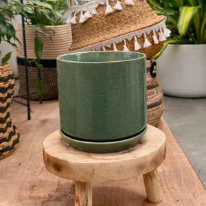 Indoor pot plant in green with saucer