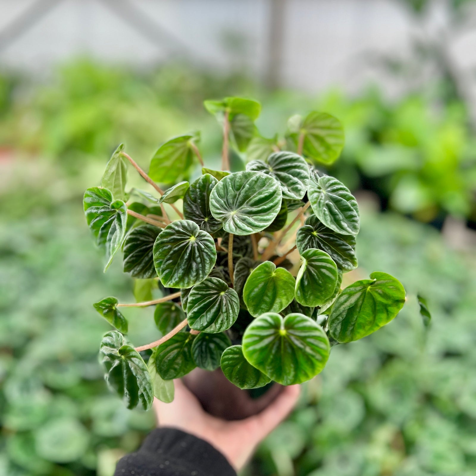 A close-up photograph of a Peperomia plant with green leaves.