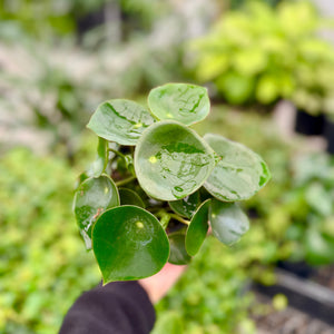 Peperomia Plant - Peperomia spp. (Clayton South)