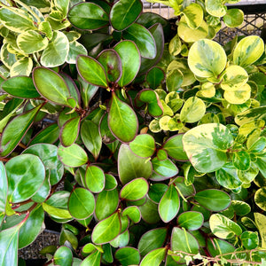 Peperomia Plant - Peperomia spp. (Clayton South)