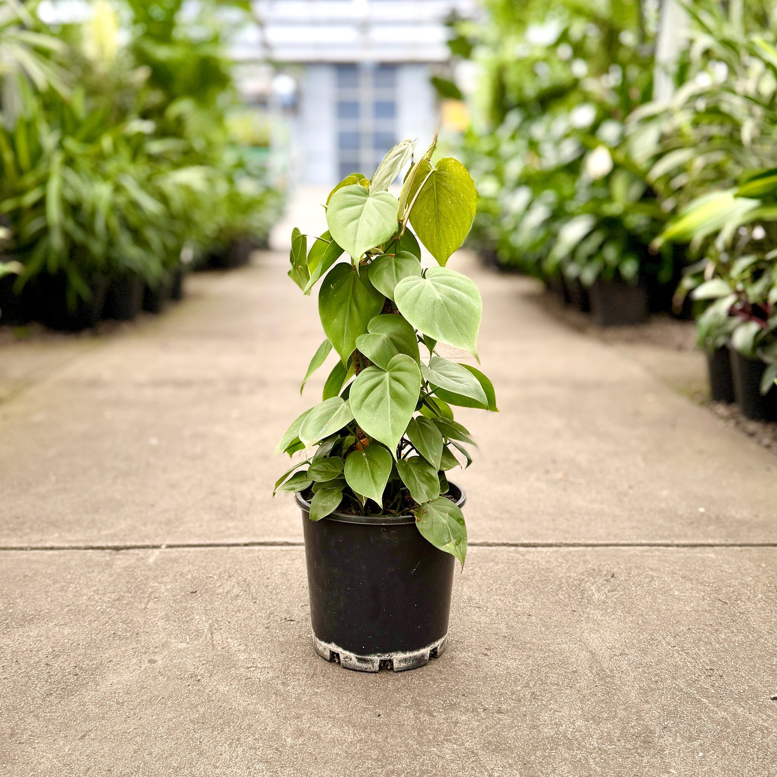 Philodendron heartleaf plant with a totem pole in a 200mm pot in an indoor plant nursery