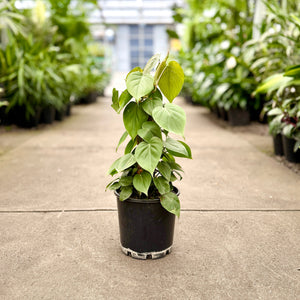 Philodendron heartleaf plant with a totem pole in a 200mm pot in an indoor plant nursery