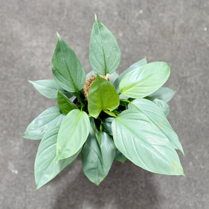 Top of a Philodendron Silversword plant in a nursery 