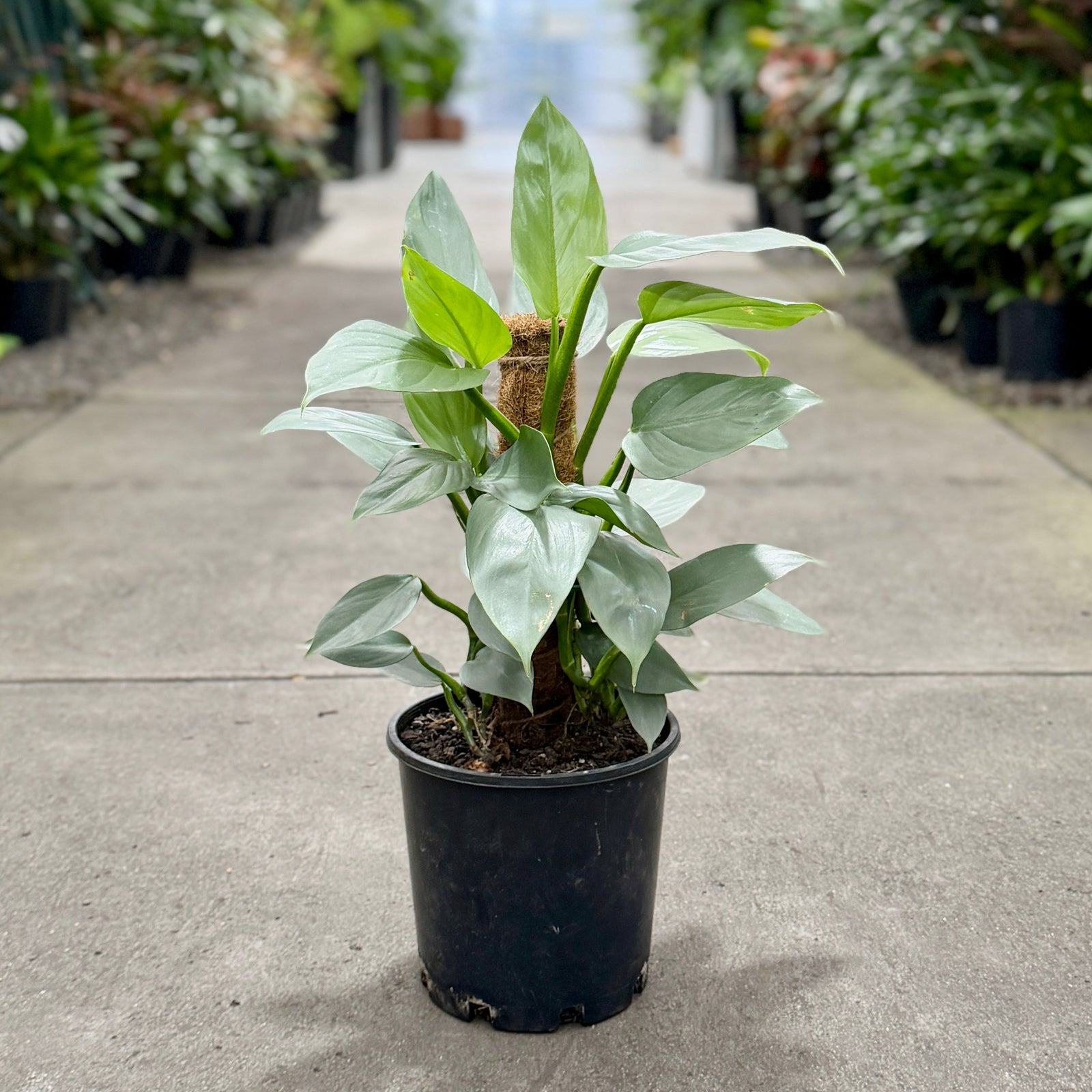 Philodendron Silversword Totem Pole in a plant nursery 