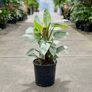 Philodendron Silversword Totem Pole in a plant nursery 