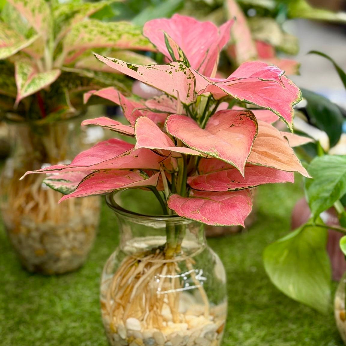 Pink Aglaonema in Tall Hydro Vase