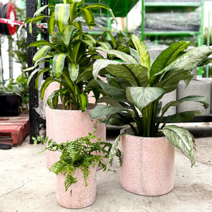 Pink Terrazzo Pot Plant Set with a variety of indoor plants.