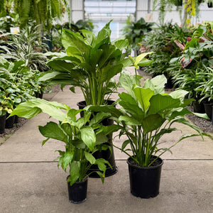 3 sizes of Platinum Mist Peace Lily in a nursery