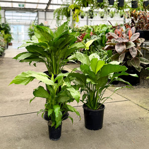 Platinum Mist Peace Lily in varying sizes in a nursery