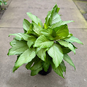Platinum Mist Peace Lily in 250mm  pot plant