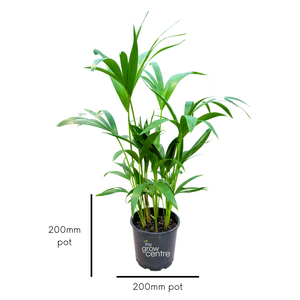 Kentia Palm - Howea forsteriana