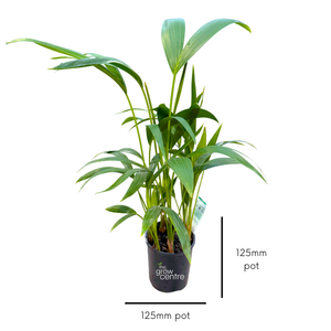 Kentia Palm - Howea forsteriana
