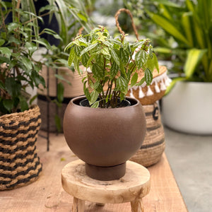 Spherical indoor pot plant in Coffee colour