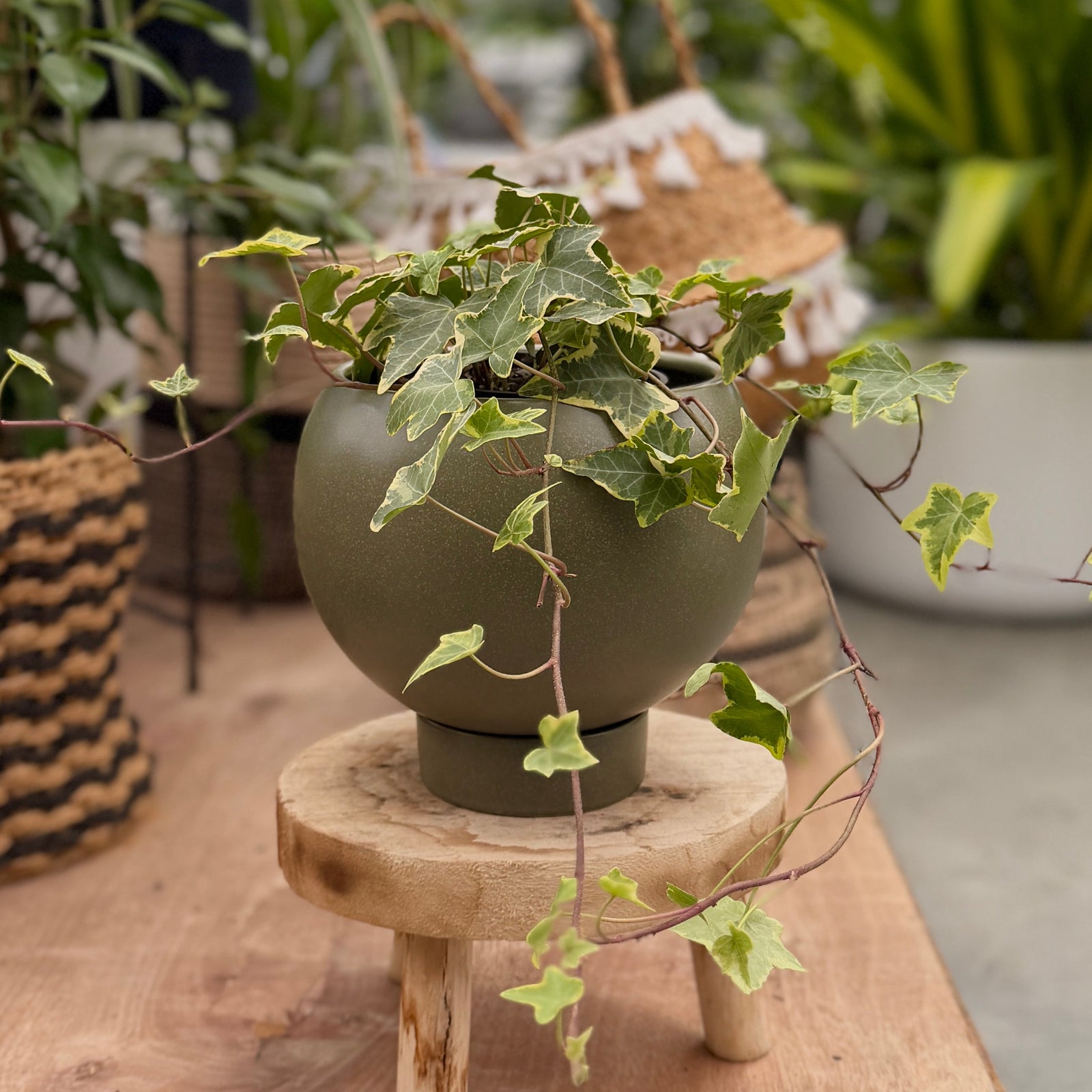 Round indoor pot plant