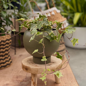 Round indoor pot plant