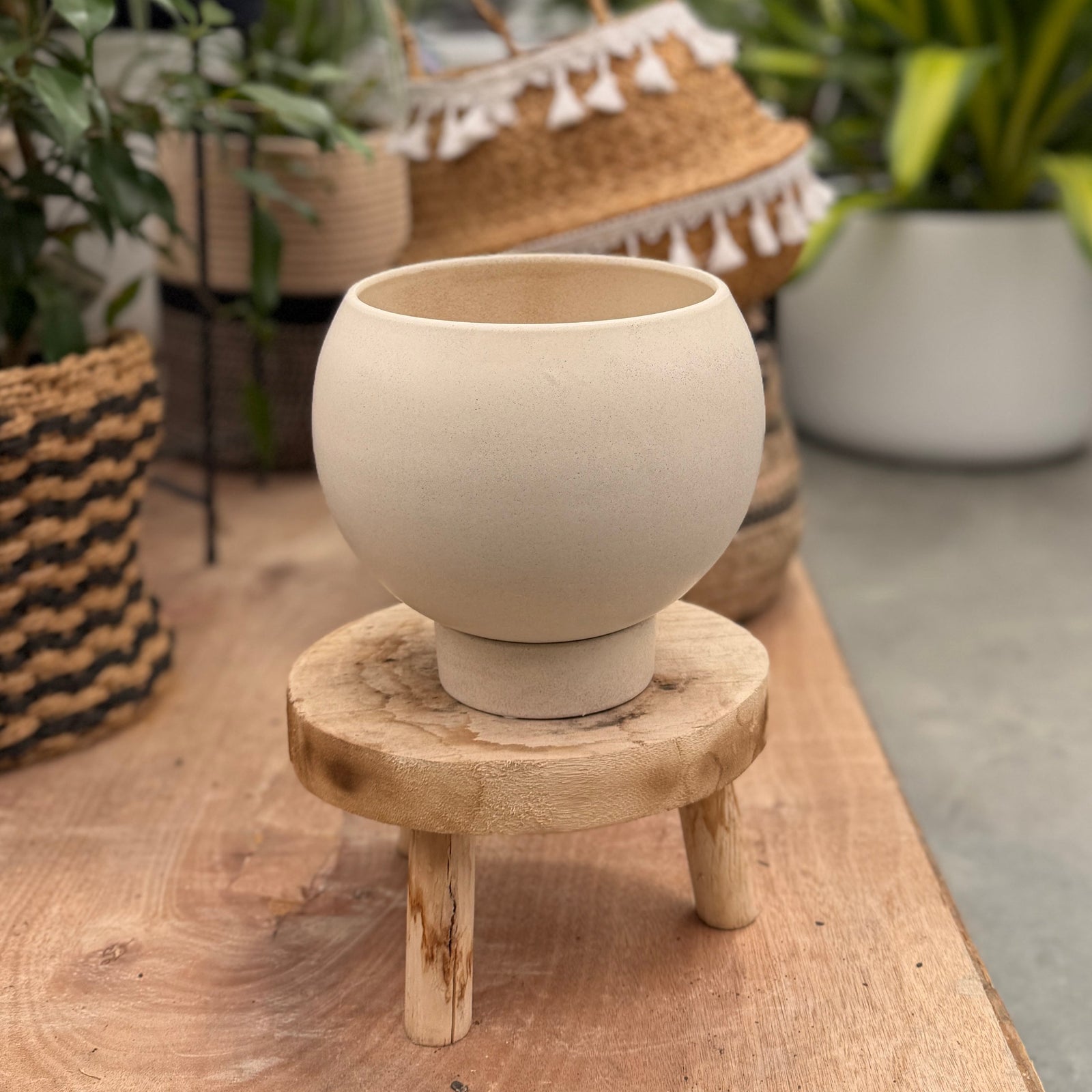 Round indoor pot plant