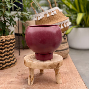 Spherical indoor pot plant