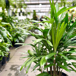 Lady Palm - Rhapis excelsa