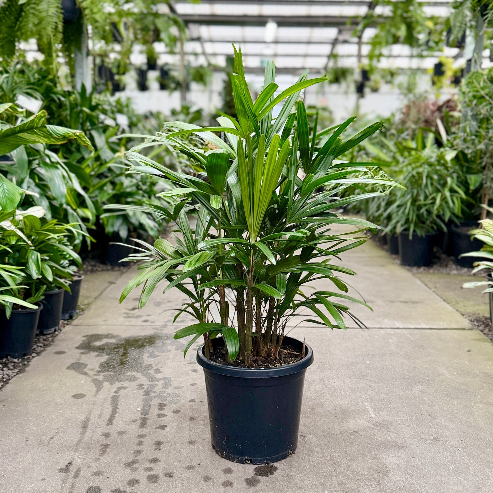 Lady Palm (Rhapis Excelsa) Clayton South