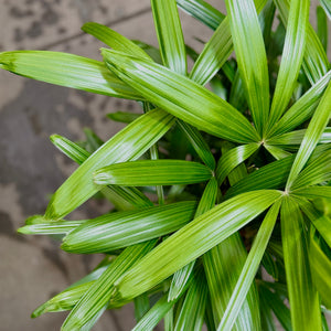 Close Up of the leaves of a Rhapis Palm plant