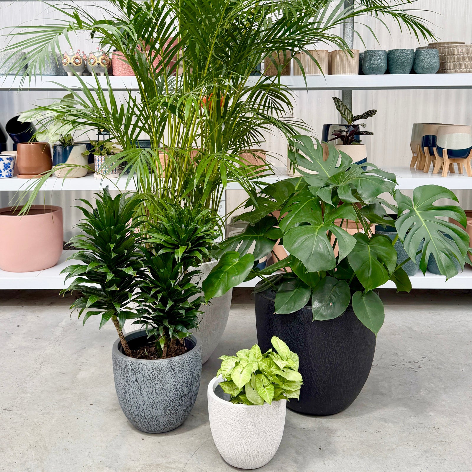 Northcote Pottery Pot Plants in White, Black and Grey with potted plants in a nursery.