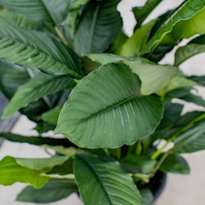 Top view of the leaves of a Spathiphyllum also known as Peace Lily Blue moon with deep glossy green slightly tinged blue leaves with rippled leaf margins.