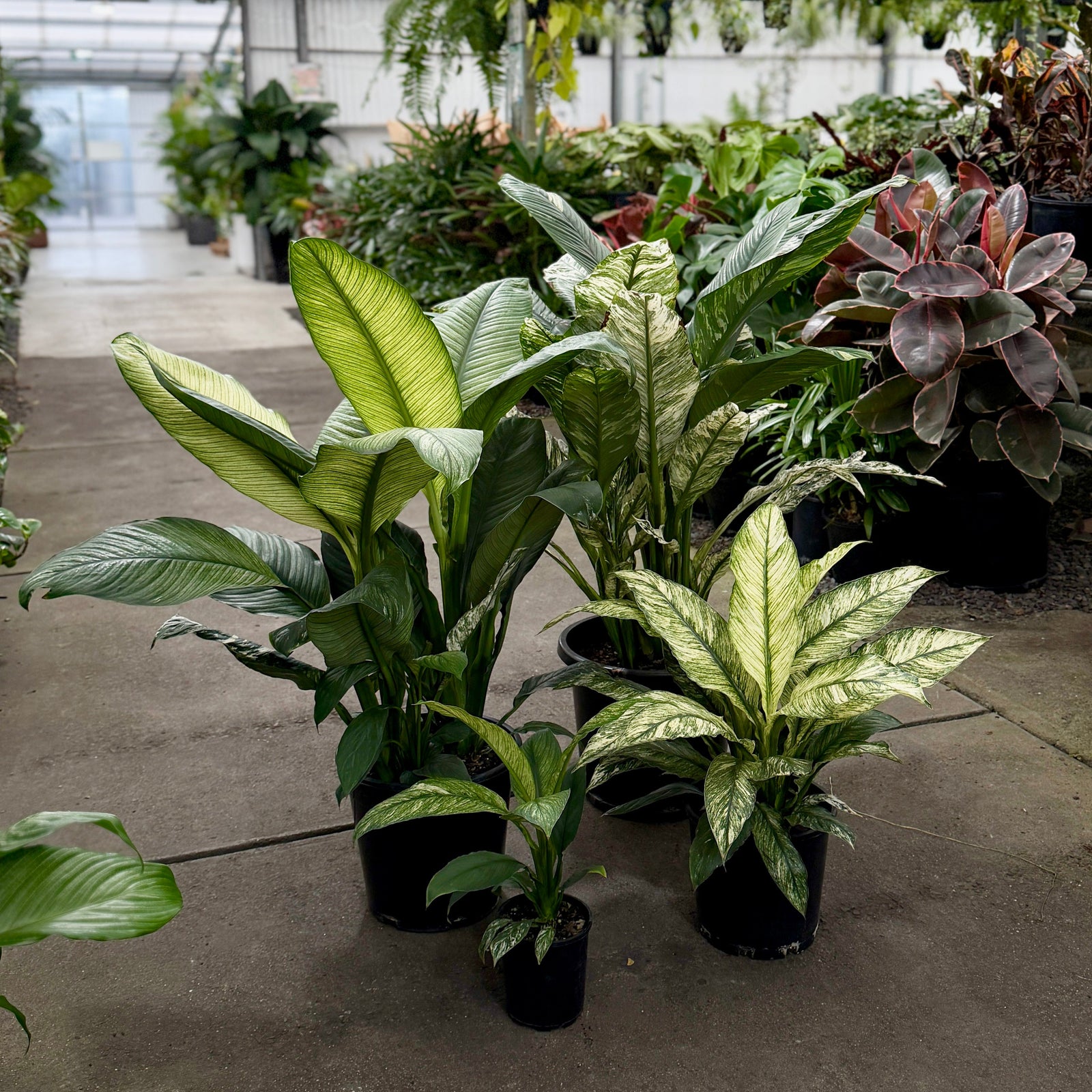 Peace Lilies White Sensations in 125mm, 200mm, 250mm and 300mm pot sizes.