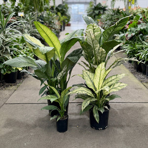 Peace Lilies White Sensations in 125mm, 200mm, 250mm and 300mm pot sizes.