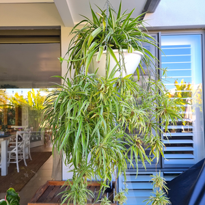 Large Spider Plant also known as Chlorophytum comosum in a hanging basket outside with lots of plant pups hanging from the mother plant