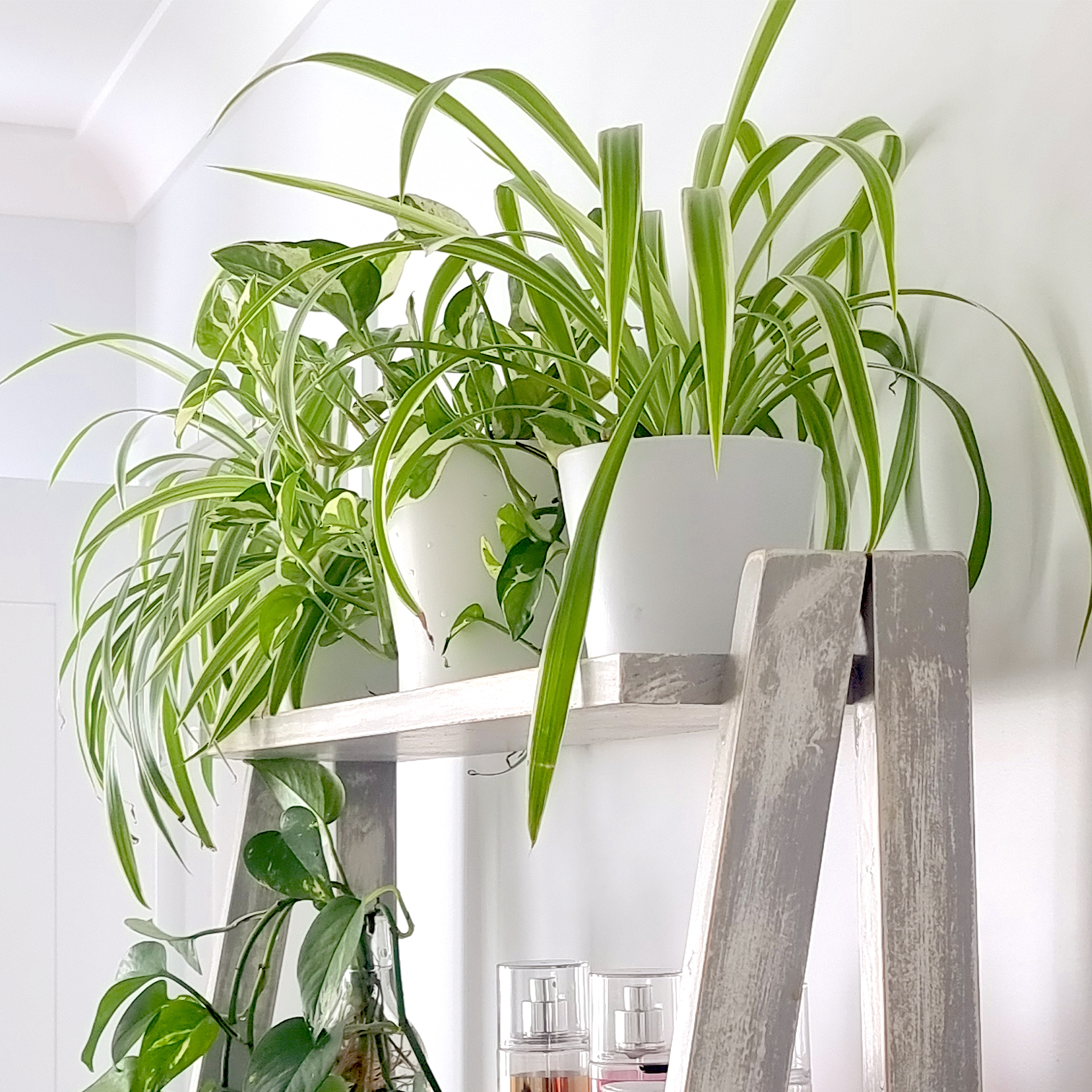 spider plant australia Spider Plant - Chlorophytum comosum