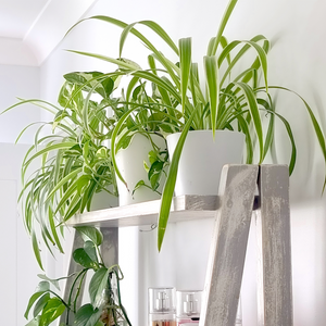Spider Plant also known as Chlorophytum comosum featuring white and green variegated leaves in a white decorative pot on a plant shelf with other plants
