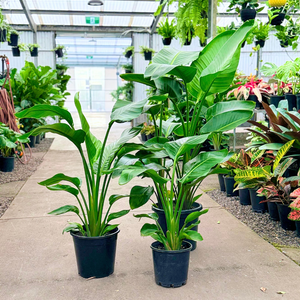 Giant Bird Of Paradise - Strelitzia nicolai