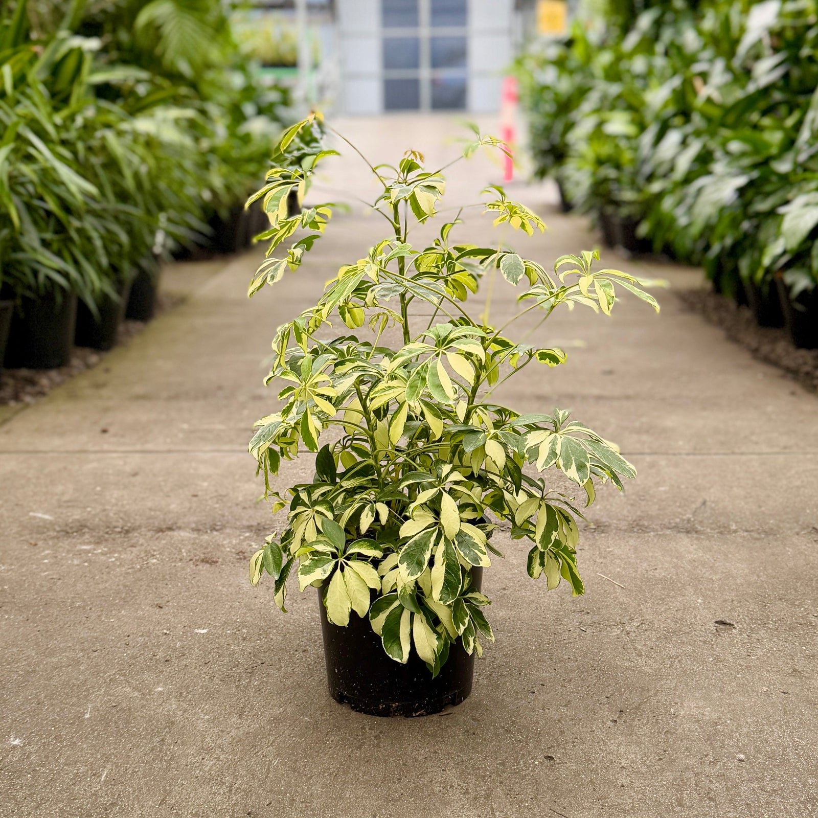 Variegated Schefflera umbrella plant in an indoor plant nursery