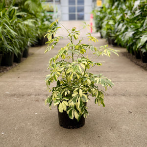 Variegated Schefflera umbrella plant in an indoor plant nursery