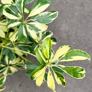 Close Up of avriegated Schefflera plant with green and cream-yellow leaves.